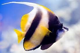 Red Sea Bannerfish