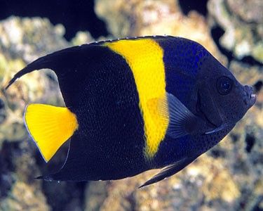 Arusetta Asfur Arabian Angelfish