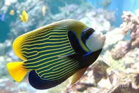 Emperor Angelfish