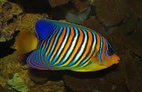 Regal Angelfish/ Pygoplites diacanthus