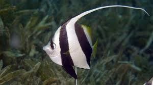 Schooling bannerfish