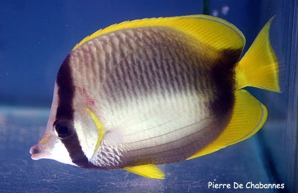 Somali Butterflyfish