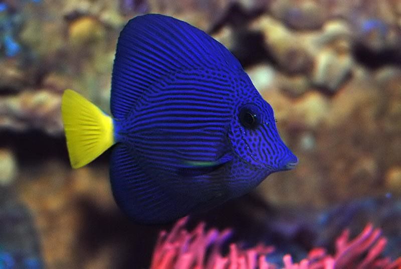 Purple Tang