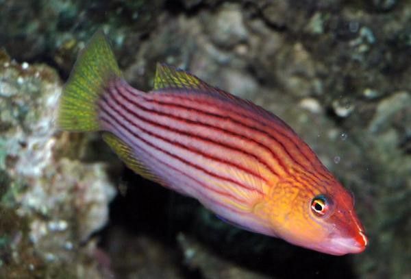 Eight Line Wrasse