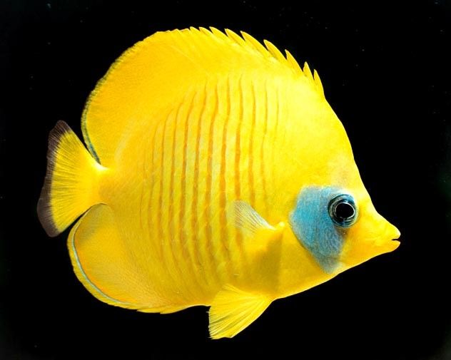 Golden Butterflyfish