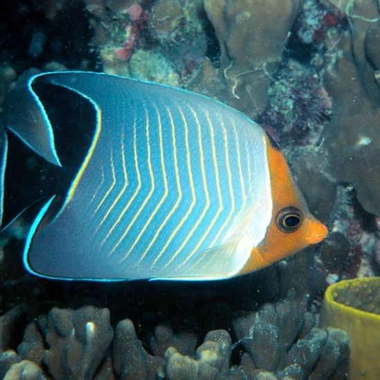 Orange Face Butterflyfish/ Chaetodon Faciatus