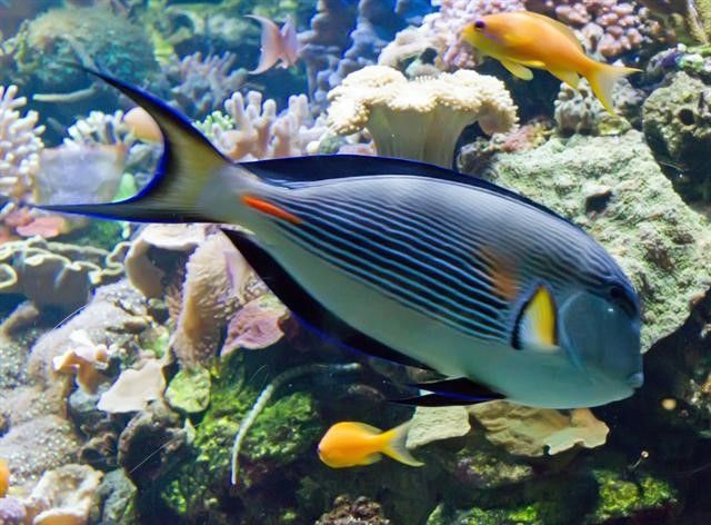 Common Name: Sohal Surgeonfish, Scientific Name: Acanthurus Sohal