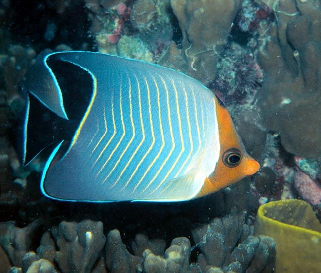 Chaetodon Faciatus - Red face butterfly fish