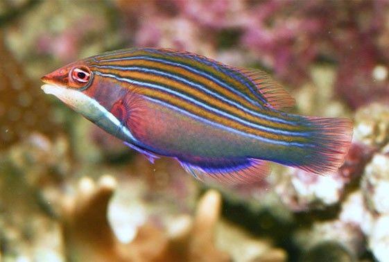 Four Line Wrasse