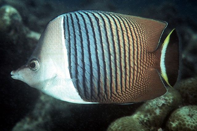 White face butterflyfish