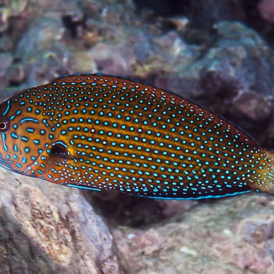 Blue Spotted Wrasse