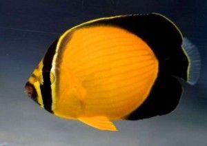 Arabian Butterflyfish